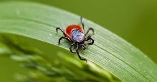 مكافحة القراد